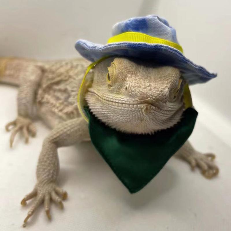 Pet Hat & Saliva Towel Set for Lizard Hamster