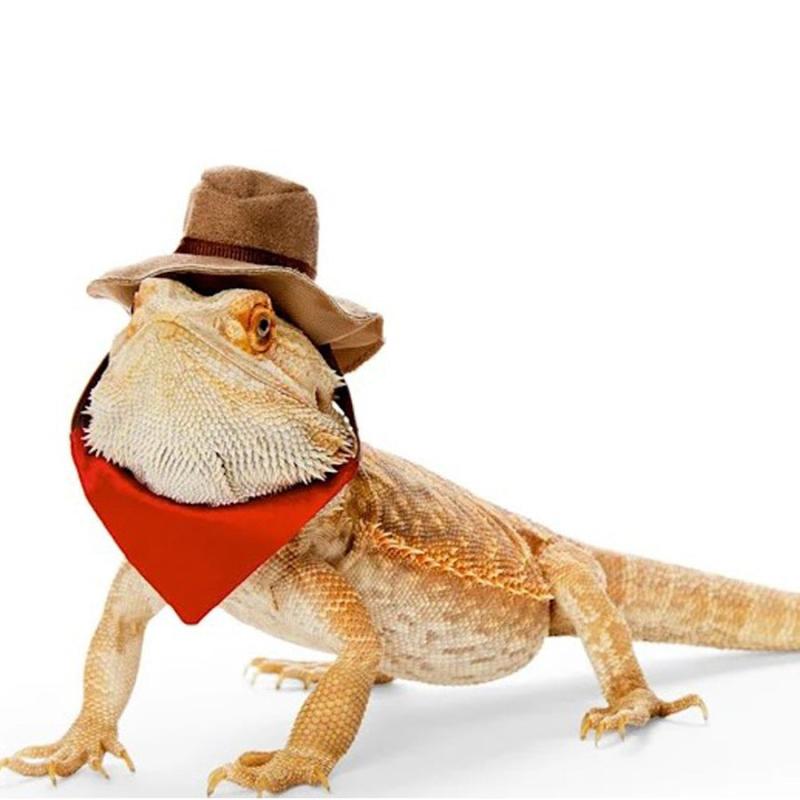 Pet Hat & Saliva Towel Set for Lizard Hamster
