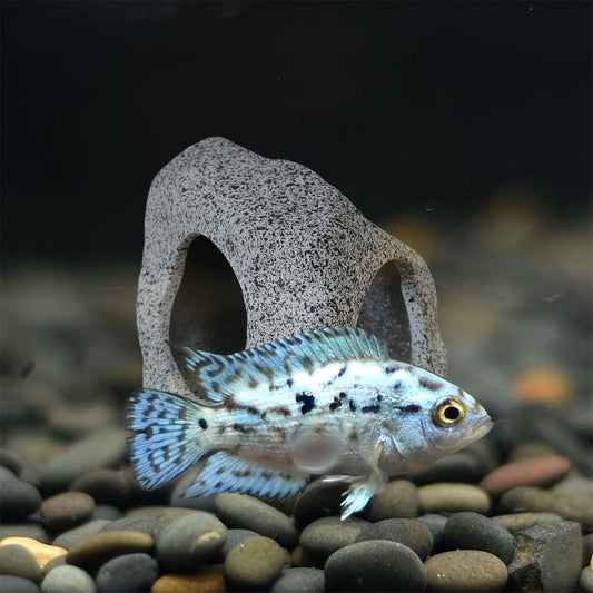 Decorative Aquarium Hideaway Rock Cave