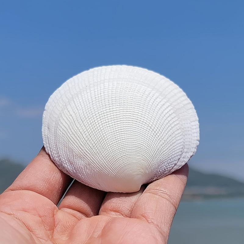 Large Shell Conch Aquarium Landscaping Ornament Decor