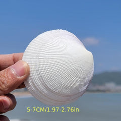 Large Shell Conch Aquarium Landscaping Ornament Decor