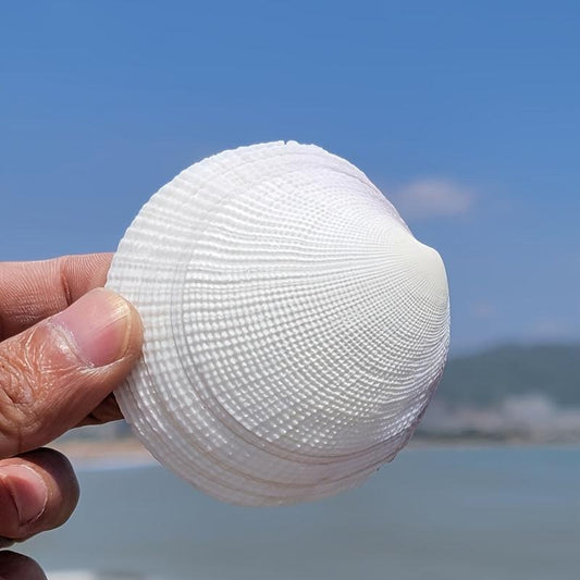 Large Shell Conch Aquarium Landscaping Ornament Decor