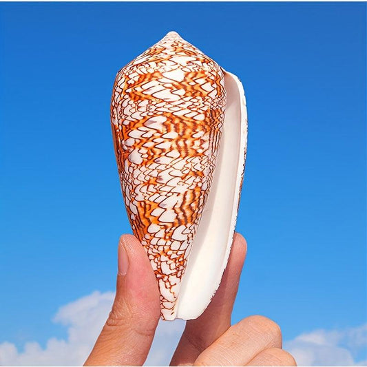 Natural Conch Shell Sea Shell for Aquarium Decoration