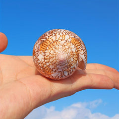 Natural Conch Shell Sea Shell for Aquarium Decoration