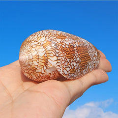 Natural Conch Shell Sea Shell for Aquarium Decoration