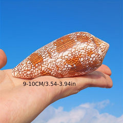 Natural Conch Shell Sea Shell for Aquarium Decoration