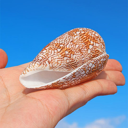 Natural Conch Shell Sea Shell for Aquarium Decoration