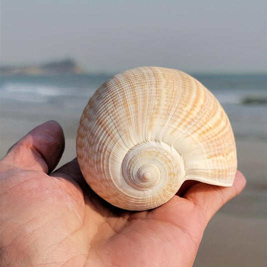 Large Conch Shells Loquat Snail Collection Fish Tank Landscapi