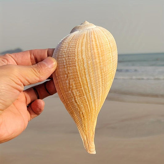 Large Conch Shells Loquat Snail Collection Fish Tank Landscapi