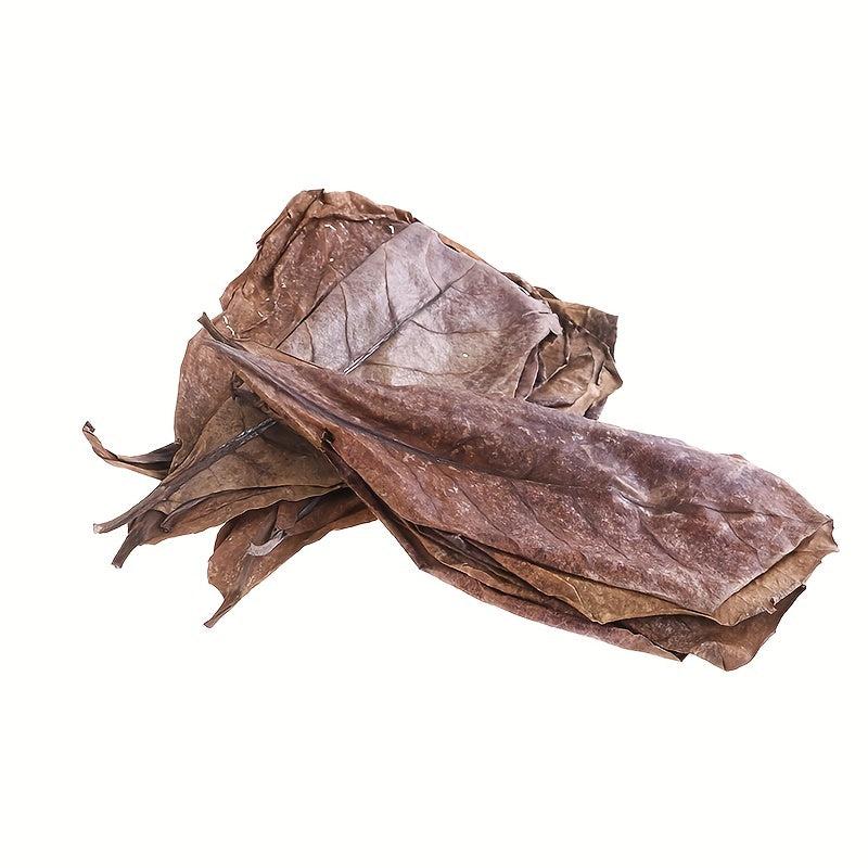 20Pcs Catappa Leaves Almond Tree Aquarium Clean Tool Terminalia Leaf