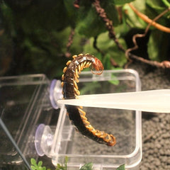 Elastic Reptile Feeding Clip Glow in the dark Tweezers