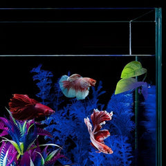 Betta Fish Hammock for Resting & Spawning