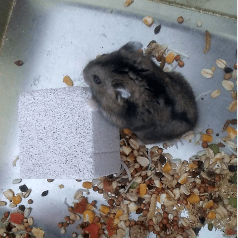 Chew Block Volcanic Rock Mineral Stone for Small Pets