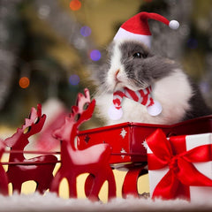 Christmas Small Pet Santa Hat With Red And Scarf Dress Up