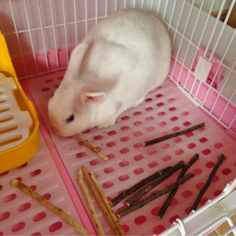 50g Tree Branch Chew Stick Molar Toy for Small Pets