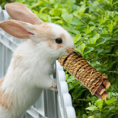 Rabbit Molar Stick Chinchilla Pig Supplies Pet Molar Branch