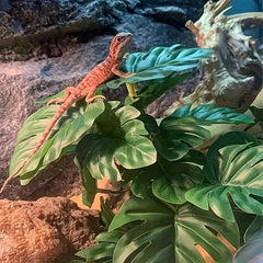 Plastic Water Plant Vine Reptile Tank Decoration Turtle Guarding Palace Lizard