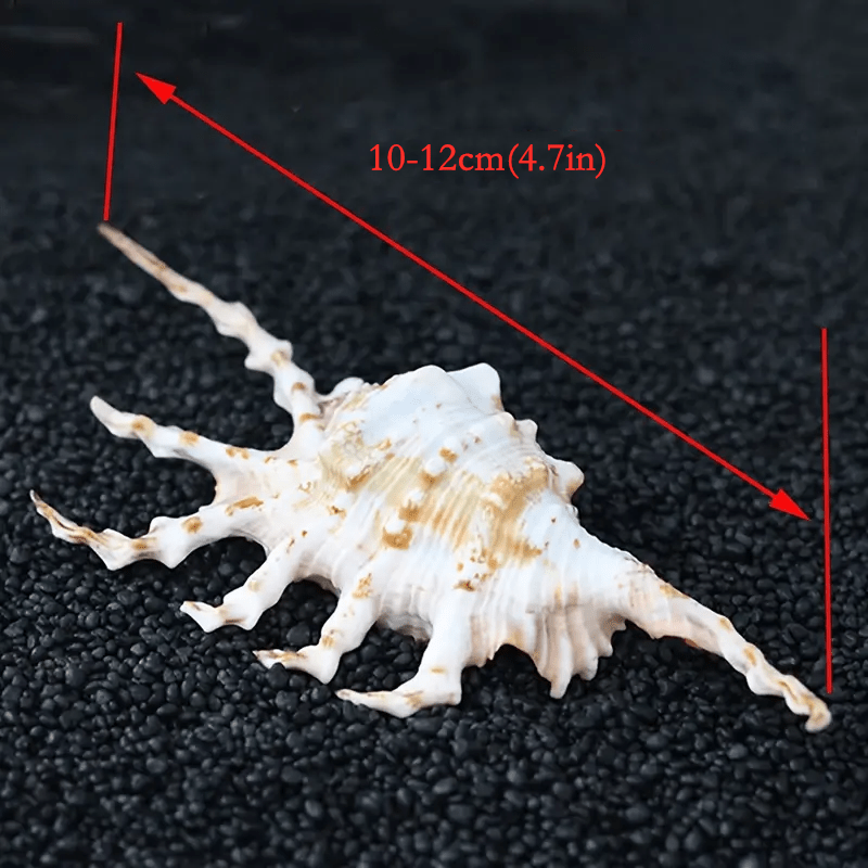Natural Conch Sea Shell Seven Horns Scorpion Conch Shell Fish Tank Decoration