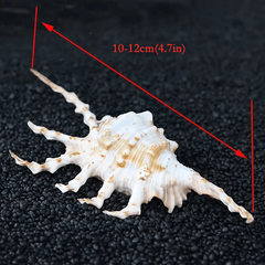 Natural Conch Sea Shell Seven Horns Scorpion Conch Shell Fish Tank Decoration