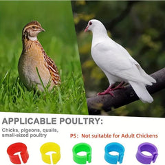 100pcs 8mm Bird Leg Bands for Pigeons Parrots Finches Canaries