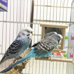 Bird Mirror Toy Hanging Swing for Small Parrot