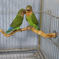 Wooden Bird Station Stick Fork Shape Parrot Toy