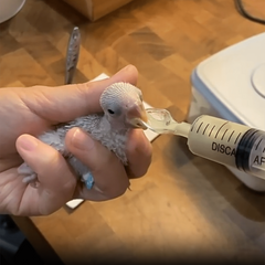 20ml Needle Feeder for Easy Pet Bird Feeding
