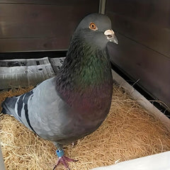 Soft Nesting Material for Small Birds and Animals