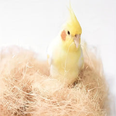Soft Nesting Material for Small Birds and Animals