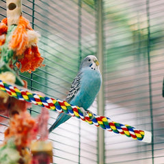 Colorful Bird Rope Perch for Parrots Cockatiels