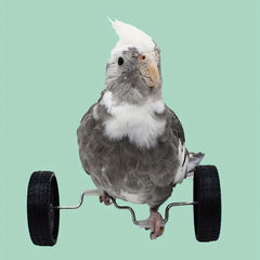 Balance Car Parrot Training Toy Funny Bird Toy for Playing