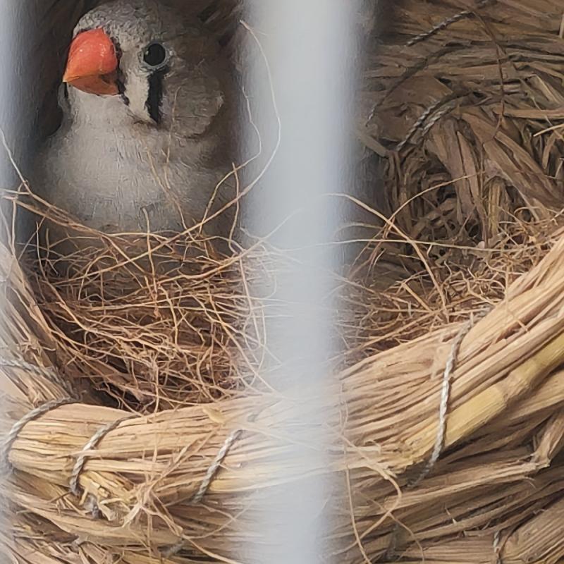 Coconut Fiber Bedding for Small Birds and Animals
