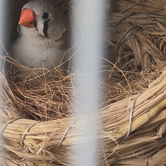Coconut Fiber Bedding for Small Birds and Animals
