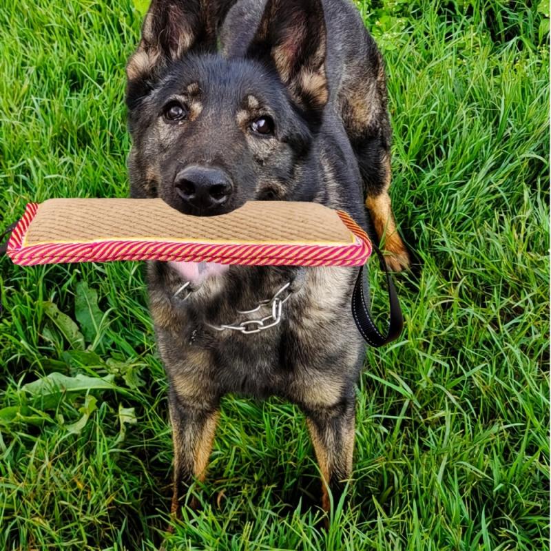 Durable Dog Chew Toy with Dual Handles Assorted Varieties