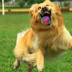 Durable Dog Crew Ball Toy for Grinding Teeth Sound, Interactive Pet Supplies