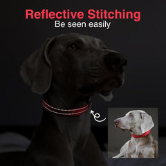 Durable Nylon Dog Collar for Daily Walks and Training Sessions