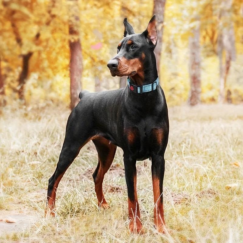 Reflective Dog Collar & Leash Set - Stylish & Durable - Adjustable & Comfortable