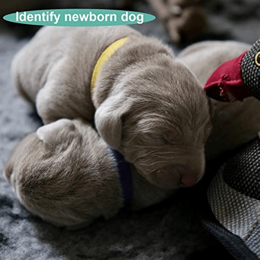 Colorful Adjustable Pet ID Collar - Assorted Colors