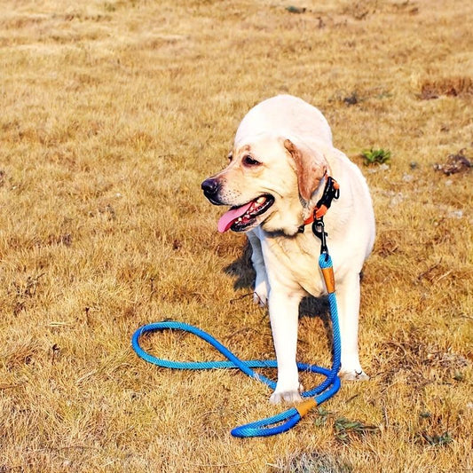 Heavy Duty Cow Leather Dog Leash for Small, Medium, Large Dogs
