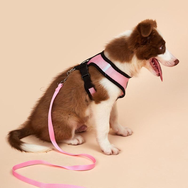 No Pull Harness & Leash Set for Comfortable Dog Walking