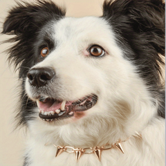Pet Bite Resistant Spike Rivet Choker Necklace
