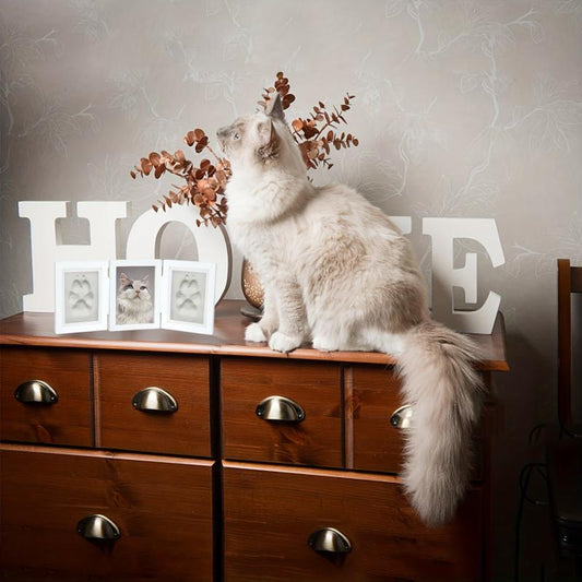 Personalized Pet Pawprint Keepsake Kit Picture Frame with Clay Imprint