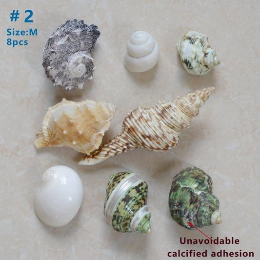 Large Turbo Hermit Crab Shells for Natural Supplies