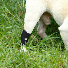 Dog Leg Protector Recovery Dog Leg Sleeve