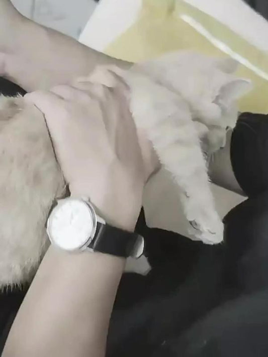 Cat Muzzle for Grooming Prevents Biting Comfortably