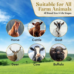 Livestock Cattle Licking Salt Block