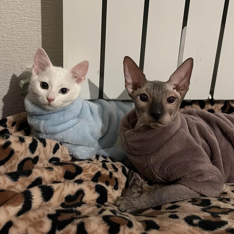 Cozy Faux Fur Sweater for Hairless Cats