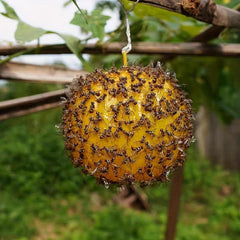 Fruit Shaped Sticky Fly Trap for Garden Mosquitoes, Insects & Flies