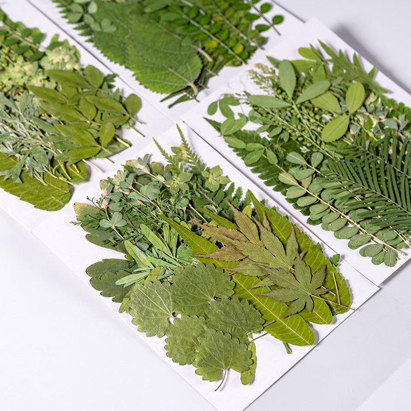 35 Pcs Dried Pressed Leaves & Flowers Set - Resin Art DIY Crafts Bookmarks