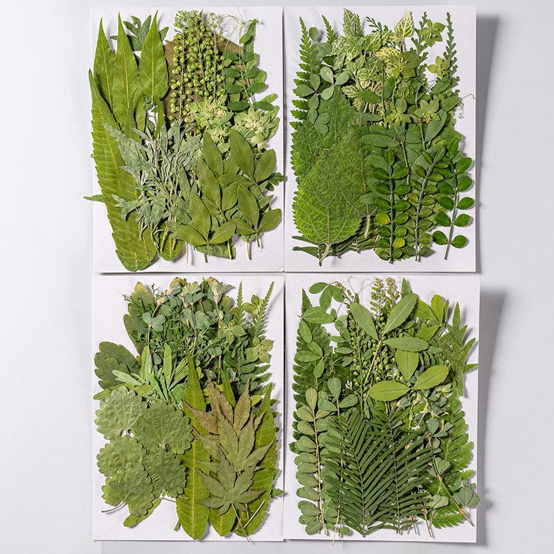 35 Pcs Dried Pressed Leaves & Flowers Set - Resin Art DIY Crafts Bookmarks